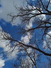 tree and sky