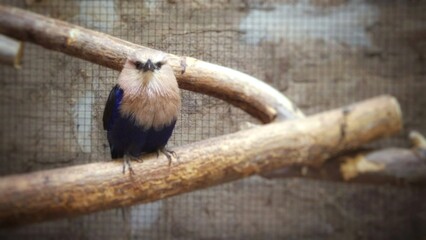 Vogel schaut einsam aus dem käfig