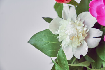 Obraz premium Part of a beautiful bouquet of white and pink peonies, close-up with space to copy. Wallpaper, greeting card, poster, flower shop concept. High quality photo