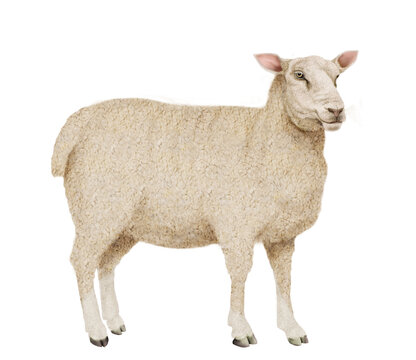 mouton, animal, agneau, ferme, laine, gazon, mammif&egrave;re, agriculture, blanc, champ, nature, brebis, debout, f&ecirc;ta, fond blanc, b&eacute;tail, prairie