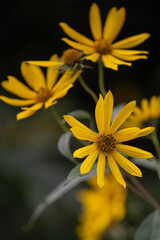 yellow flower on black background