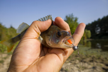 A perch fish with a silicone bait in its mouth.