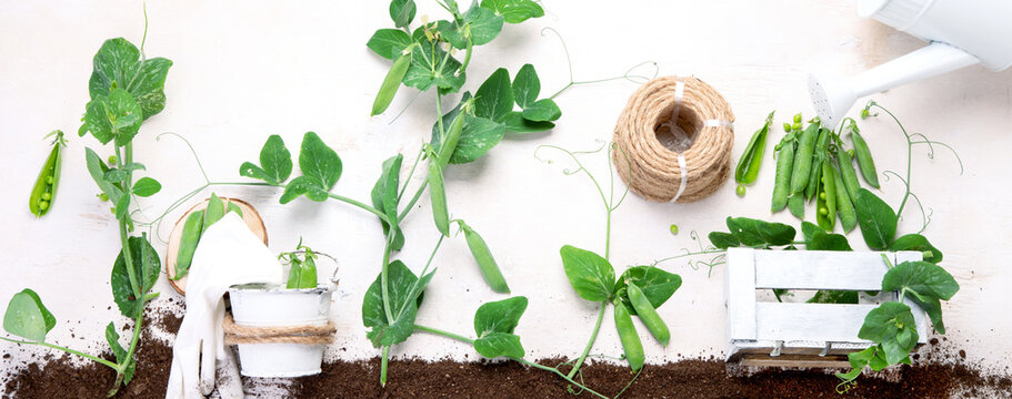 スナックエンドウの花 の画像 1 008 件の Stock 写真 ベクターおよびビデオ Adobe Stock スナックエンドウの花 の画像 1 008 件の Stock 写真 ベクターおよびビデオ Adobe Stock