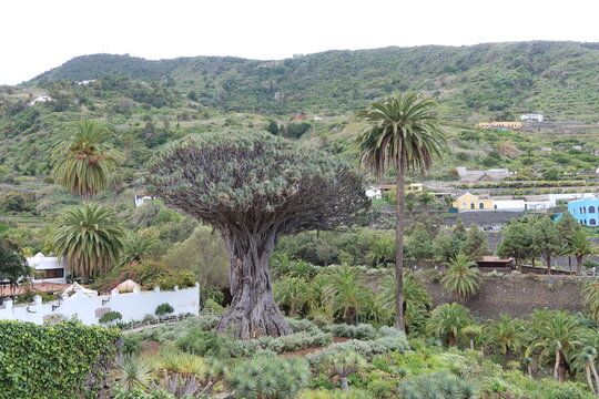 Icod de los Vinos, Tenerife, Spain, March 26, 2022: Ancient dragon tree next to a palm tree, iconic image of the Canary Islands. Drago Park, Icod de los Vinos, Tenerife. Spain