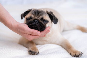 Hand of owner strokes his calm sleeping pug dog at home, friendship, domestic pets.