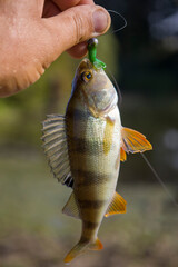 A perch fish with a silicone bait in its mouth.