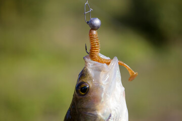 A perch fish with a silicone bait in its mouth.