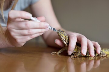A sick uromastyx lizard receiving medicine via a syringe.