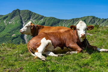 Fototapeta na wymiar Urlaub im Kleinwalsertal, Österreich: Wanderung am Grat vom Walmendinger Horn Richtung Grünhorn - saftige Weide mit Kühen