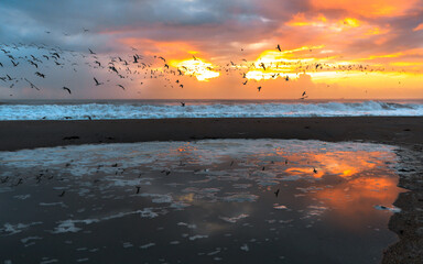 Flock of birds flying over the ocean during sunrise