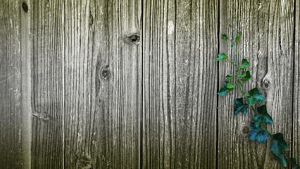 木目背景とグリーン