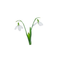 Two twins snowdrops