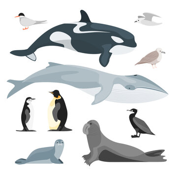 Cartoon Color Characters Antarctic Fauna Icon Set Include of Penguin and Walrus Flat Design Style. Vector illustration of North Animals