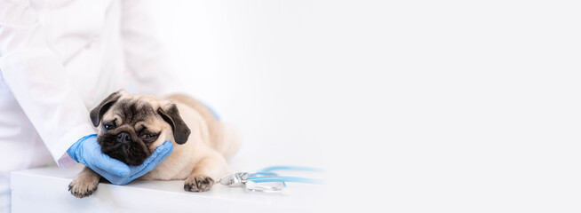 Cropped image of handsome female veterinarian doctor with stethoscope holding cute pug dog puppy in arms in veterinary clinic on white background banner, copyspace for text.