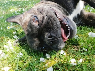 french bulldog is happy and grimacing in the grass