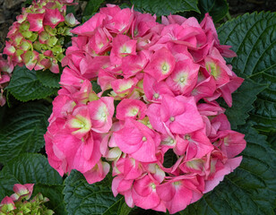 Pink Hydrangea