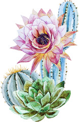 Cactus and succulents, png watercolor illustration