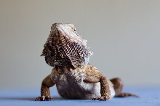 Portrait Of A Pet Bearded Dragon.