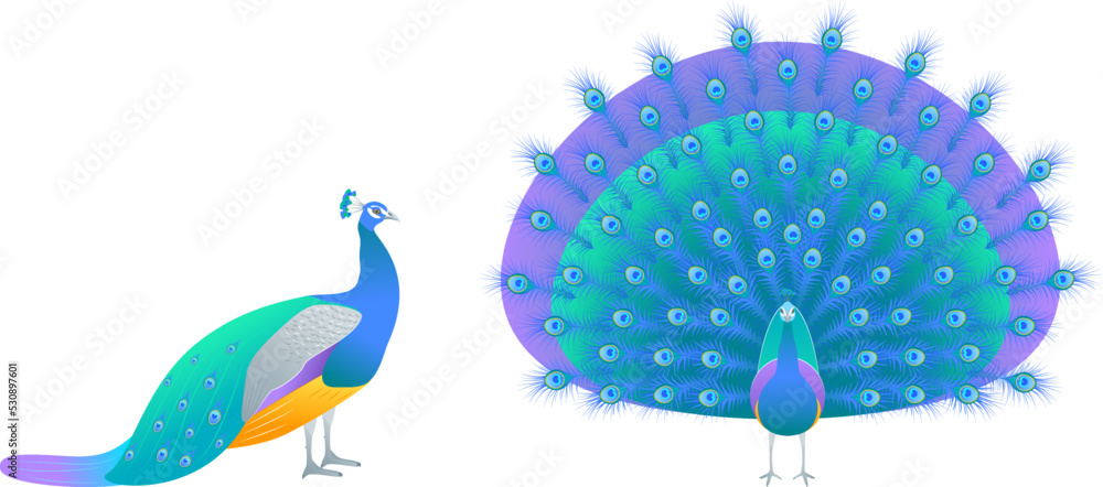 Poster cartoon color characters peacock bird with tall open and folded views set isolated on a white backgr