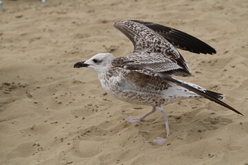 Beauty portrait seagull on the beach - detail, 