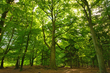Fototapeta na wymiar Wald von Heiloo in Nordholland