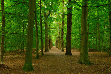 Wald von Heiloo in Nordholland