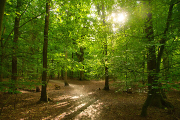 Wald von Heiloo in Nordholland