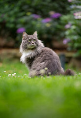 Naklejka na ściany i meble fluffy gray longhair cat sitting on grass outdoors in the garden observing
