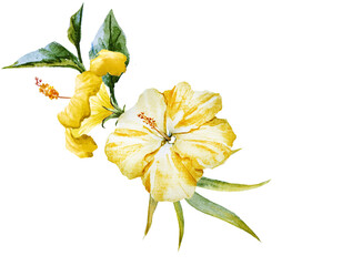 Yellow png hibiscus flowers watercolor illustration, palm leaves © Zenina-Lembrik