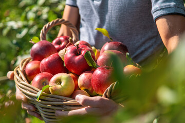 A male farmer harvests apples. Selective focus.