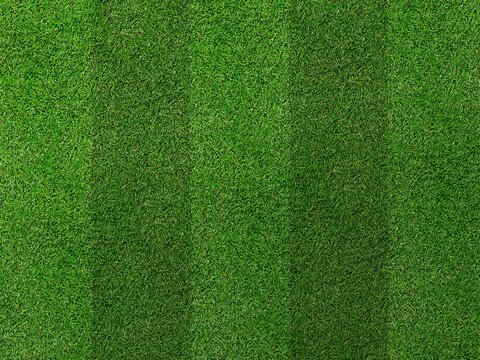 Field Grass texture with mowing pattern