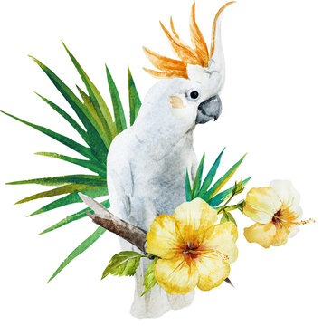 recommend clip art: White parrot with hibiscus flowers watercolor illustration