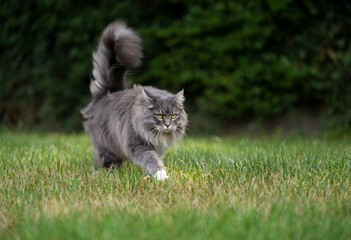 gray longhair cat with fluffy tail on the prowl walking outdoors on grass
