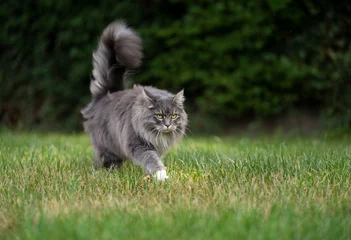 Fototapeten gray longhair cat with fluffy tail on the prowl walking outdoors on grass © FurryFritz