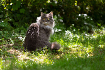 Naklejka na ściany i meble fluffy gray maine coon cat sitting outdoors in green nature observing