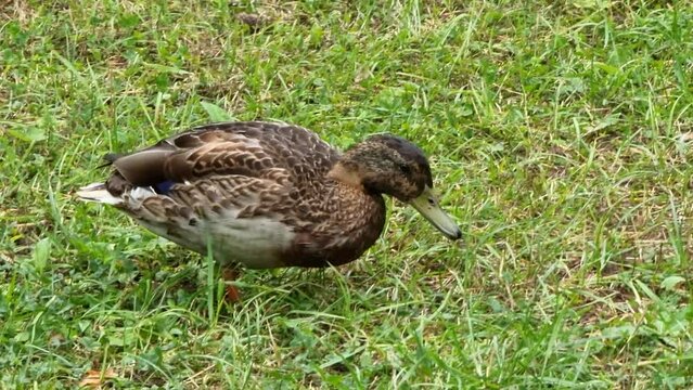 Cute brown duck grazing on fresh green grass summer meadow domestic farm bird nature outdoor