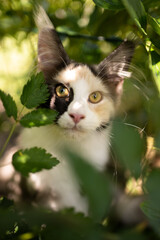 curious maine coon kitten amid plants and leaves portrait outdoors in sunlight looking at camera