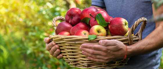 A male farmer harvests apples. Selective focus.