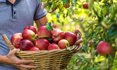 A male farmer harvests apples. Selective focus.
