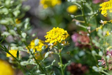 Flower of a madwort, Alyssum wulfenianum