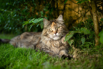 fluffy maine coon cat resting in the shadow on grass under a hedge on a hot summer day