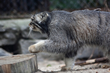 portrait of cute manul cat walking