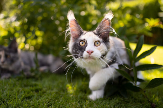 curious white calico maine coon kitten outdoors on the hunt in sunny garden
