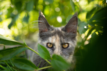 maine coon kitten lurking behind green leaves outdoors in nature