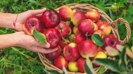A male farmer harvests apples. Selective focus.
