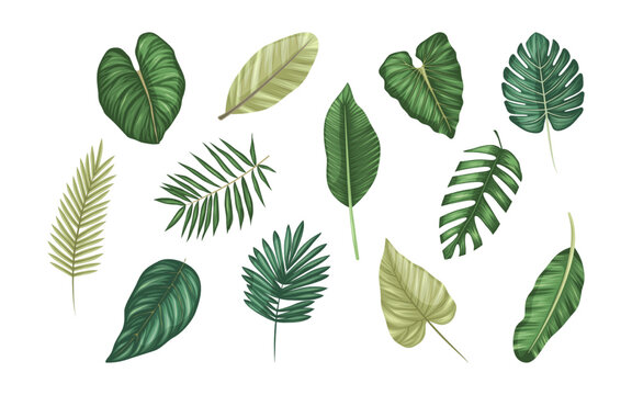 Exotic or tropical foliages set, vector icons.