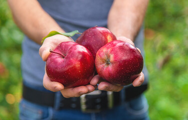 A male farmer harvests apples. Selective focus.