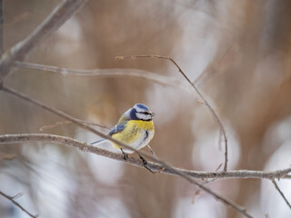 Cute bird, Eurasian blue tit, songbird sitting on a branch without leaves in the autumn or winter