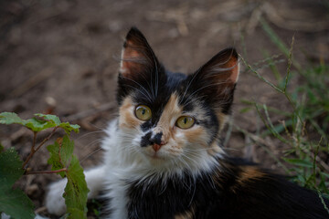 Elegant cat portrait at a villa near Yambol, Bulgaria