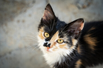 Elegant cat portrait at a villa near Yambol, Bulgaria